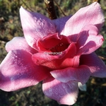 Magnolia Vulcan (2)