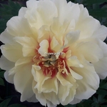 Paeonia itoh Bartzella (1)