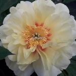 Paeonia itoh Bartzella (2)