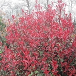 Photinia fraseri Mandarino