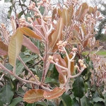 Photinia prionophylla (2)