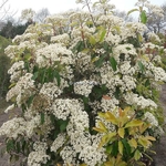 Photinia serrulata