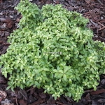 Pittosporum tenuifolium Golden Ball