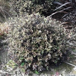 Pittosporum tenuifolium Tom Thumb (1)