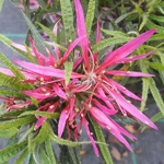 Rhododendron Linearifolium