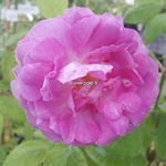 Rosa multiflora Grevillei (1)