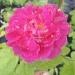 Rosa multiflora Grevillei (2)