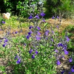 Salvia Nuit dArmor (2)