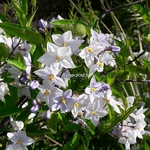 Solanum laxum (2)