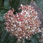 Viburnum cinnamomifolium (2)