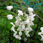 Wisteria brachybotrys Shiro Kapitan