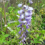 Wisteria sinensis