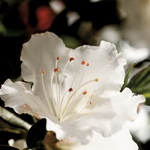 Rhododendron Encore Autumn Angel