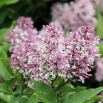 Syringa Little Lady