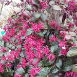 Loropetalum chinense rubrum Rouge de la Majorie (2)