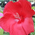 Hibiscus moscheutos Extreme Oak Red