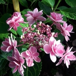 Hydrangea macrophylla Tinkerbell (4)