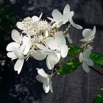 Hydrangea paniculata Angel Light (1)
