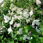 Hydrangea paniculata Angel Light (3)