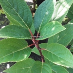 Hydrangea paniculata Polestar (2)