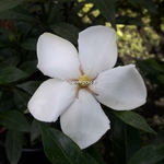 Gardenia jasminoides Sweet Heart