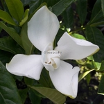Gardenia Grandenia (1)