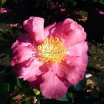 Camellia sasanqua Sekiyo (4)