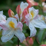 Rhododendron Silver Slipper