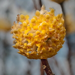 Edgeworthia chrysantha Nanjing Gold (2)