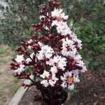 Lagerstroemia indica Black Solitaire Blush (2)