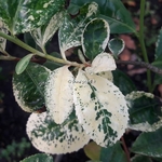 Camellia sinensis Variegata (1)