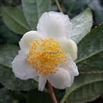 Camellia sinensis Variegata (2)