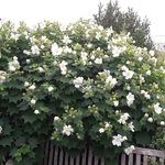 Hibiscus mutabilis Alba