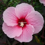 Hibiscus x moscheutos Summer Storm (2)