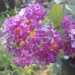 Lagerstroemia indica Pink All the Best (2)