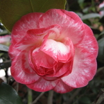Camellia japonica Betty Sheffield