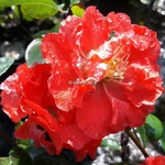 Chaenomeles Pink Storm (3)