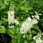 Clethra alnifolia Vanilla Spice (4)