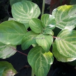 Cornus alternifolia Aurea (2)