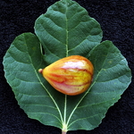 Ficus carica brown Turkey (2)