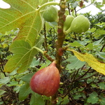 Ficus carica brown Turkey (1)