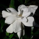 Gardenia jasminoides Celestial Star