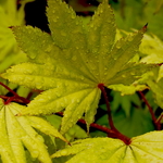 Acer shirasawanum Aureum (4)