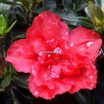 Rhododendron Encore Autumn Fire (1)