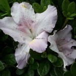 Rhododendron Encore Lila (3)