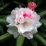 Rhododendron yakushimanum (1)