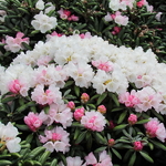 Rhododendron yakushimanum (2)