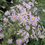 Aster Pink Star