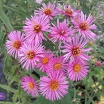 Aster Septemberrubin (2)