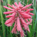 Kniphofia Red Hot Popsicle (1)
